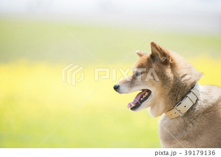 菜の花バックの柴犬 横顔の写真素材