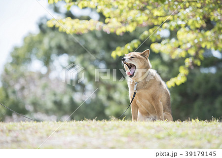 新緑背景のかわいい柴犬 あくびの写真素材