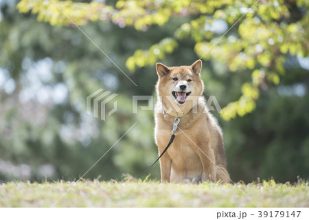 新緑背景のかわいい柴犬 新緑背景のかわいい柴犬 39179147