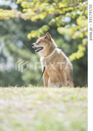 新緑背景のかわいい柴犬 新緑背景のかわいい柴犬 39179150