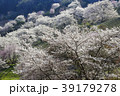 朝日に輝く満開の桜 39179278