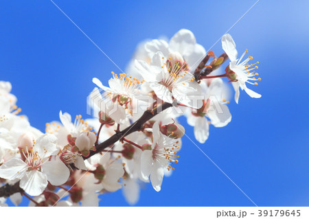 すももの花の写真素材