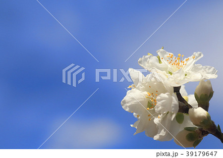 春の花 春の花 39179647