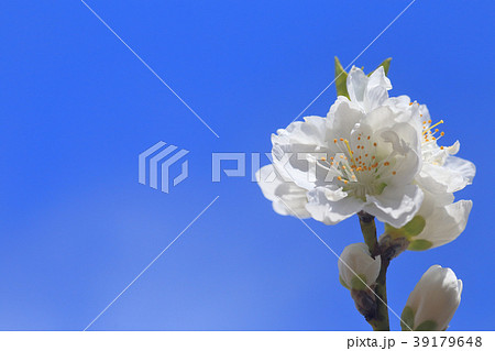 春の花 39179648