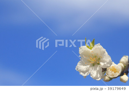 春の花 39179649