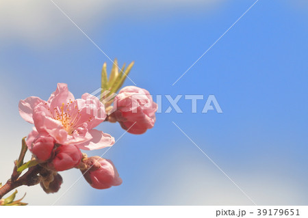 春の花 39179651