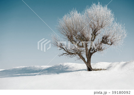 one tree on blue sky and white snow in winter 39180092