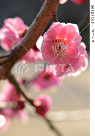 梅の花 39180390