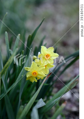 黄色いスイセン 黄色いスイセン 39180431