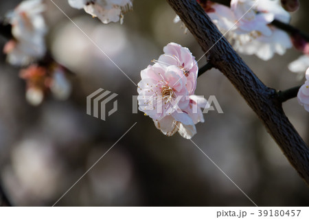 桜 さくら サクラ 39180457