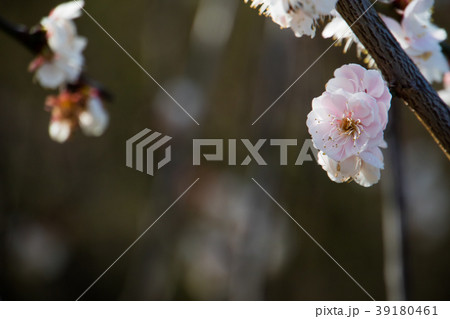 桜 さくら サクラ 39180461