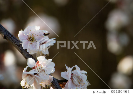 桜 さくら サクラ 39180462