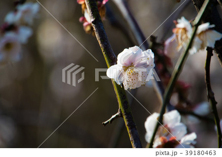桜 さくら サクラ 39180463