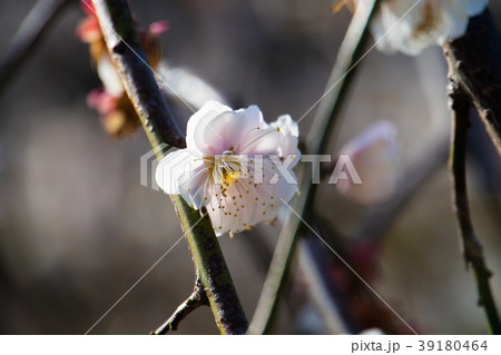 桜 さくら サクラ 39180464