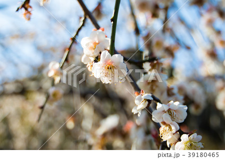 桜 さくら サクラ 39180465
