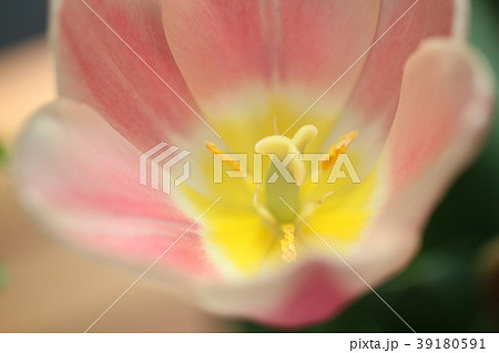 チューリップのおしべとめしべ チューリップのおしべとめしべ 39180591