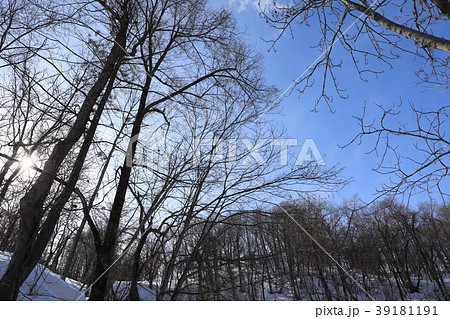 冬の樹木と青い空の写真素材
