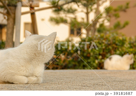 会話をしているような猫1 39181687