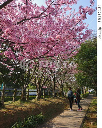 桜 さくら サクラ 39182184