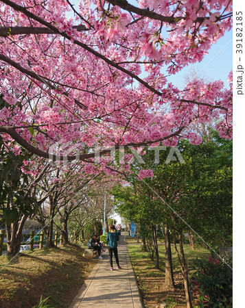 桜 さくら サクラ 39182185