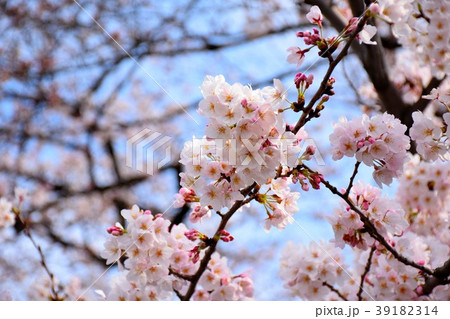 千鳥ヶ淵の桜 39182314