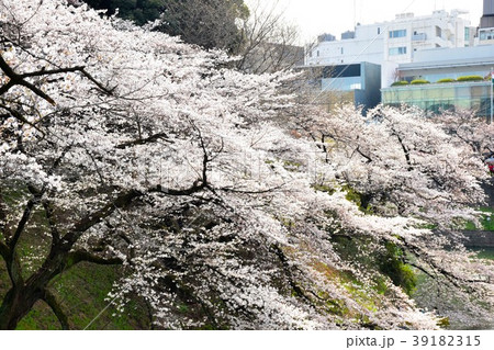 千鳥ヶ淵の桜 千鳥ヶ淵の桜 39182315