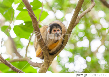 リスザル　やいま村 39182379