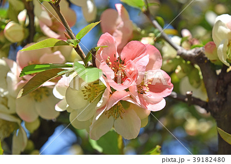 ボケ（木瓜） 39182480