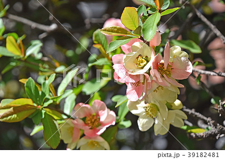 ボケ(木瓜) ボケ(木瓜) 39182481