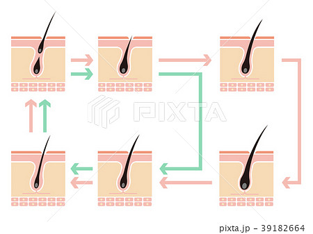 毛髪・ヘアサイクル/正常なサイクルとAGAの比較イラスト(文字なし) 毛髪・ヘアサイクル/正常なサイクルとAGAの比較イラスト(文字なし) 39182664
