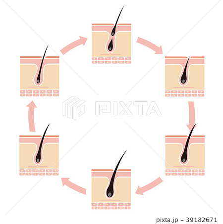 毛髪・ヘアサイクル　イラスト（文字なし） 39182671