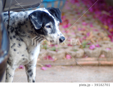 close up of a black and white old dalmatian dog 39182701