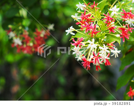Chinese honey Suckle flower, Rangoon creeper Chinese honey Suckle flower, Rangoon creeper 39182891