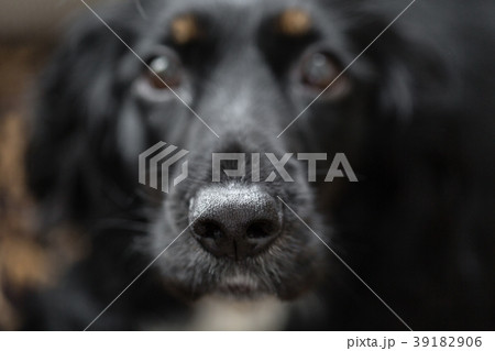 Focus on black beautiful nose. Closeup portrait of Focus on black beautiful nose. Closeup portrait of 39182906