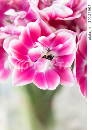 Tulips of pink and white color opened. Big buds of Tulips of pink and white color opened. Big buds of 39182907