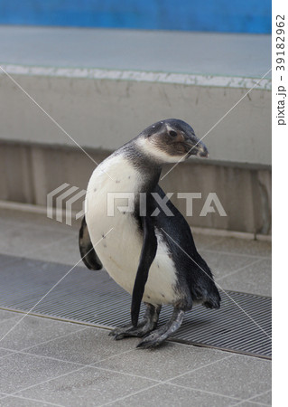 ペンギンの赤ちゃん 39182962