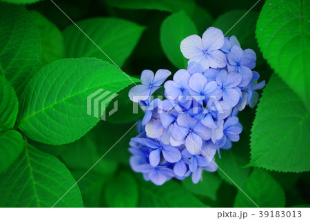 青い紫陽花と葉 39183013