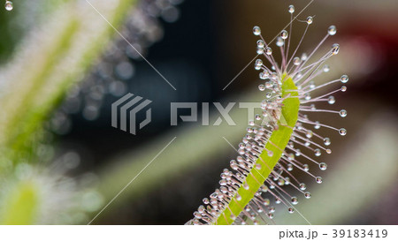 Drosera Capensis close-up view. 39183419