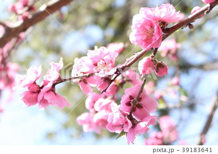 寒緋桜 寒緋桜 39183641