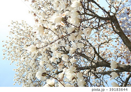 ハクモクレン ハクモクレン 39183644