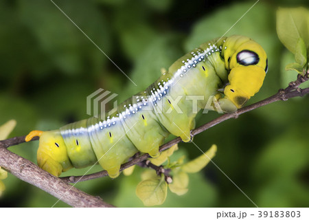 Oleander Hawk Moth Caterpillar. Oleander Hawk Moth Caterpillar. 39183803
