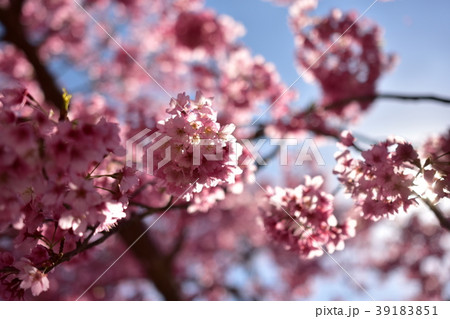 桜 さくら サクラ 39183851
