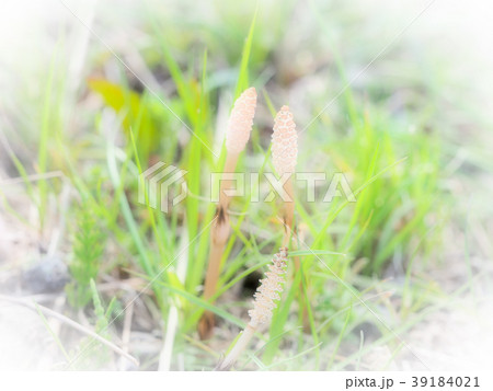 つくし 39184021