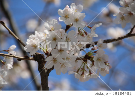 桜 【浅草・隅田川沿いにて撮影】 39184483