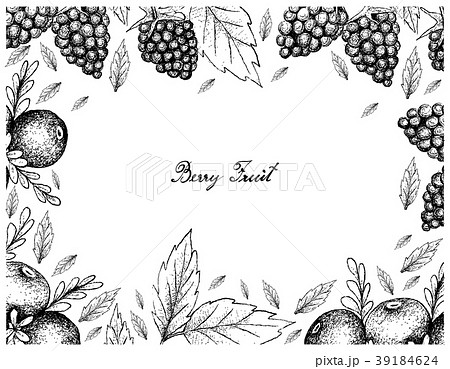 Hand Drawn Frame of Black Crowberry and Blackberry Hand Drawn Frame of Black Crowberry and Blackberry 39184624