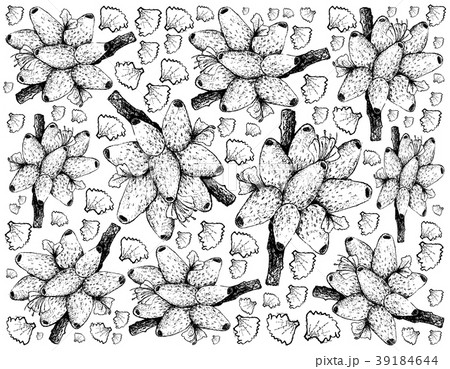 Hand Drawn Background of Fresh Medinilla Fruits 39184644