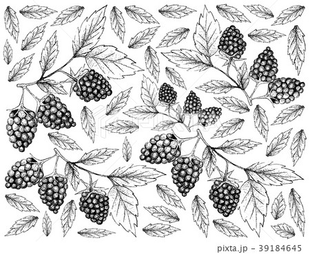 Hand Drawn Background of Fresh Blackberry Fruits Hand Drawn Background of Fresh Blackberry Fruits 39184645