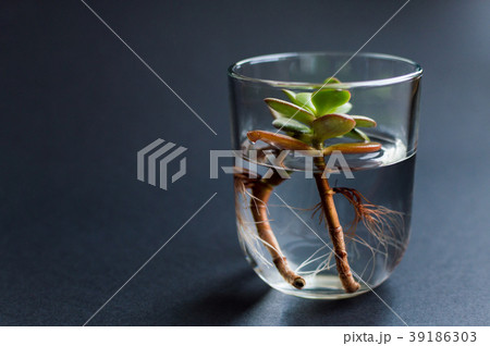 Side view of the glass flask with clean water and 39186303