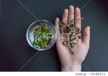 Hand with withered plant stem and unfocused flask 39186321