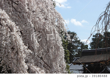 京都　京都御苑の枝垂れ桜 39186488